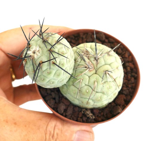 Tephrocactus geometricus black - tephrocactus,