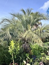 Butia eriospatha – 20 Fresh Seeds (2025) – Cold Hardy Palm – France