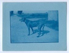 photo anonyme cyanotype 1920
