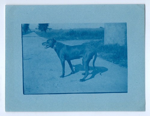 Photo anonyme cyanotype 1920 - cyanotype,