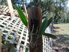 C. Summer Spot X Brassavola
