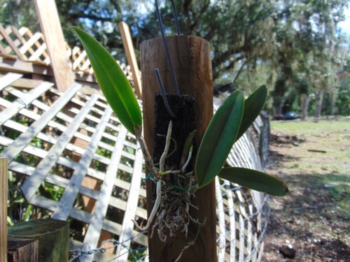 Summer spot x brassavola - summer,