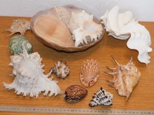 collection LOT COQUILLAGE de