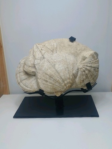 Fossile coquille saint jacques - coquille, saint-jacques