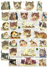 Chromo EF Découpis Chat 7329