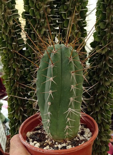 Trichana pachaniorum cactus - trichana,
