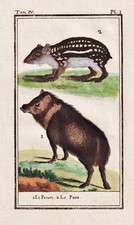 Pekari Tagua Pecari Gravure Cuivre Engraving Buffon 1780