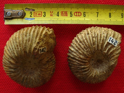 Deux ammonites callovien - du,