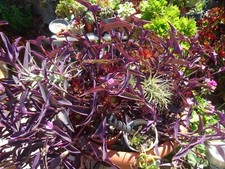 lot=== une branche de tillandsia  et   10 boutures de misére pourpre