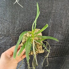 Angraecum patens