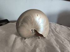 Coquillage Nautilus Nautile 