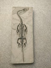 Reptile marin - Squelette