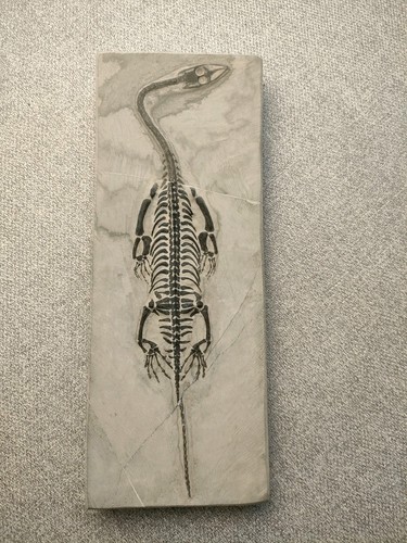 Reptile marin squelette - reptile,