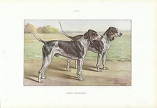Document ancien  Gascon Saintongeois  monographie de chien de chasse 1965 
