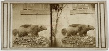Animal empaillé Gulo gulo Taxidermie c1858 Photo Stereo Vintage Albumine