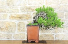 Bonsaï Pin noir Thunbergii
