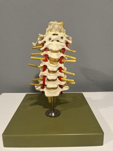 Somso cervical vertebrae - cervical,
