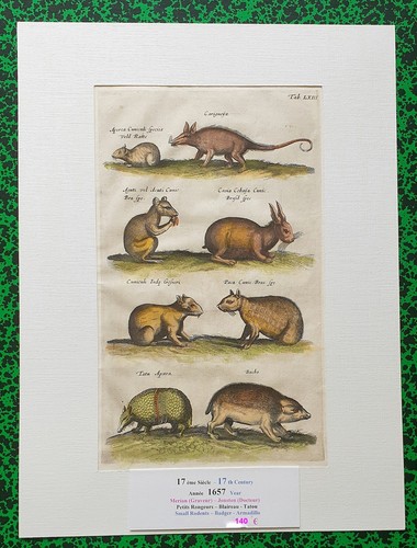 Xvii ème jonston merian - ,