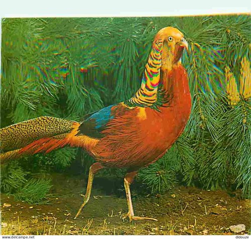 Carte postale animaux - animaux,