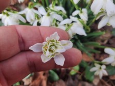 25 Bulbes Galanthus - Perce neige Double - Flore Pleno .