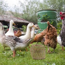  Cage À Volaille En Bambou