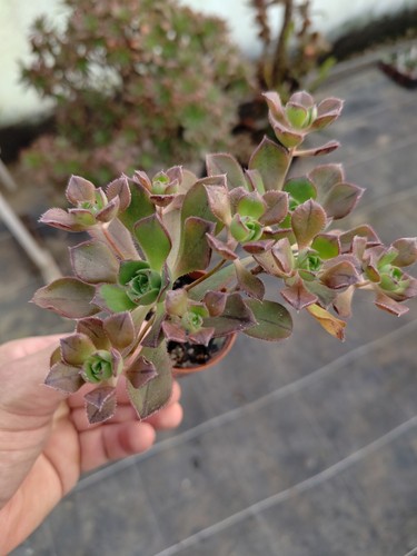 Aeonium volkerii big lovely