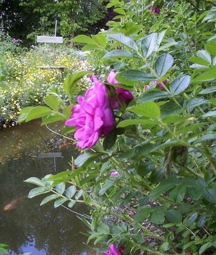 Rosier rugueux mélange - rugueux, 'mélange'