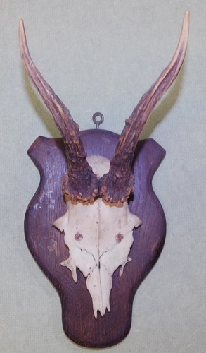Ancien trophee chasse - ancien,
