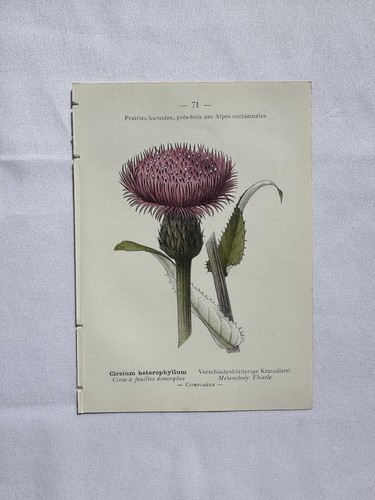Planche naturaliste - 🌿, –