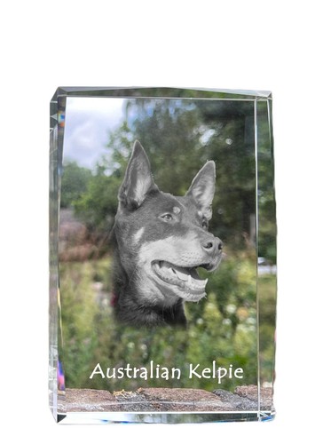 Australian kelpie chien - kelpie,,