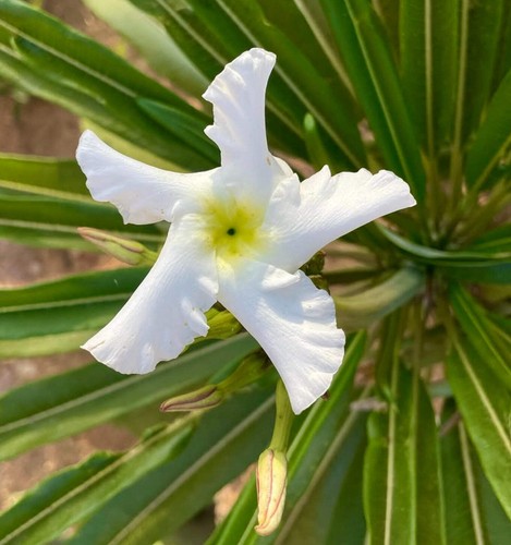 Pachypodium lamerei seeds - pachypodium,
