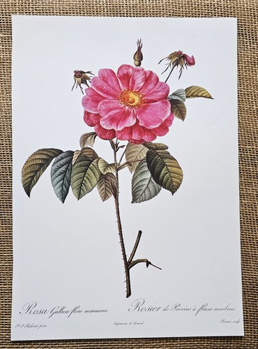 10"x14" P J Redoute Flower