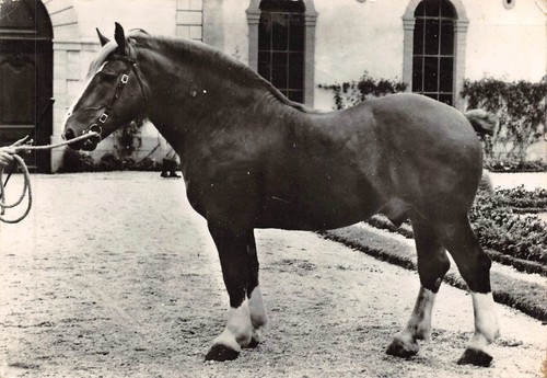 Cpsm cheval trait breton - -,