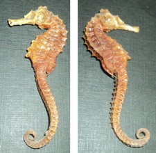 Rare ancien hippocampe