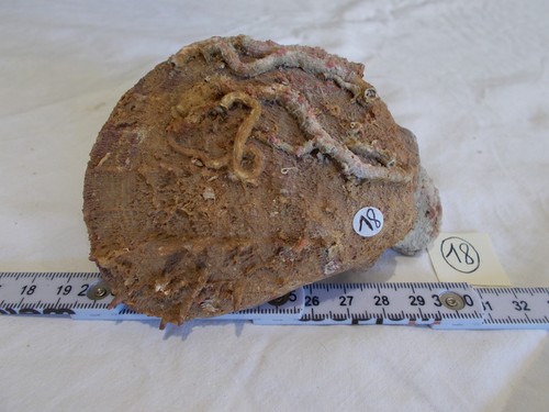 COQUILLAGE.GASTROPODE