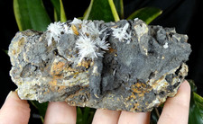 Aragonite & Calcite Gergovie