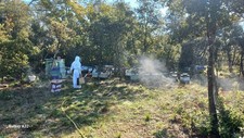 essaim 5 cadres abeilles
