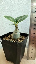 Adenium dhofarense ➡️-- VERY RARE--SUCCULENT--CAUDEX