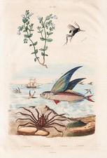 Exocet Poissons Volants Insectes Acier Gravure Guerin-Meneville 1835