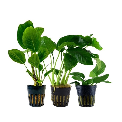 Anubias ensemble avec - ensemble, 3
