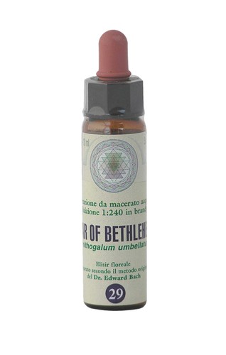Star bethlehem 29 - of, fleur
