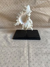 Murex Chicoréus, Coquillage