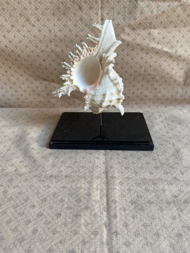 Coquillage sur socle plexi - ,