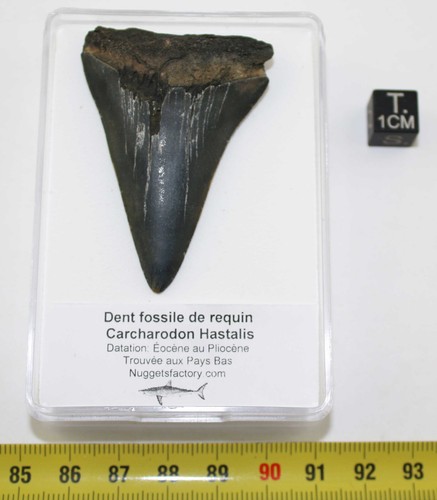 Dent fossile requin - de,
