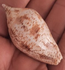 curiosité , taxidermie ,Coquillage : Volute Laponica 