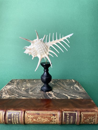 Coquillage sur socle - socle, murex