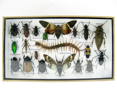 Insectes exotiques réel - -,