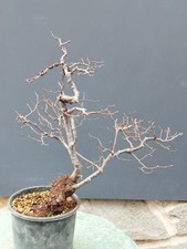 Bonsaï orme de campagne en