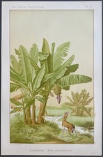 Plantes médicinales Bananier Musa paradisiaca Gravure couleur de 1889