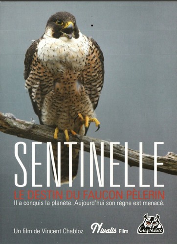 Sentinelle destin faucon - le, du